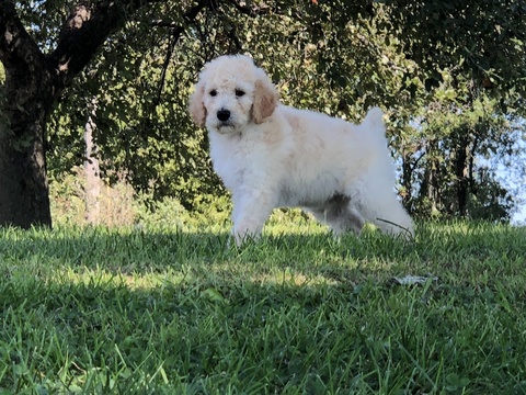 Medium Photo #12 Poodle (Standard) Puppy For Sale in AUGSBURG, IL, USA