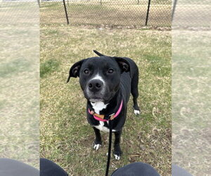 Mutt Dogs for adoption in Evansville, IN, USA