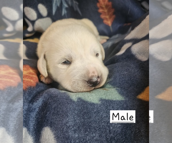 Medium Photo #1 Labrador Retriever Puppy For Sale in PONTIAC, IL, USA