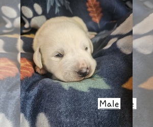 Medium Labrador Retriever