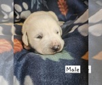 Puppy Green Labrador Retriever