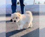 Small Photo #6 Golden Retriever-Samoyed Mix Puppy For Sale in HUBERTUS, WI, USA