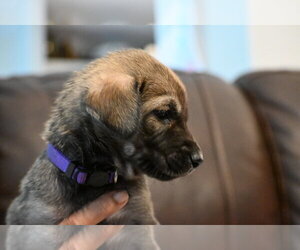 Labrador Retriever-Unknown Mix Dogs for adoption in Holly Springs, NC, USA