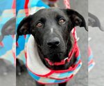 Small Photo #5 Labrador Retriever-Unknown Mix Puppy For Sale in Canton, CT, USA