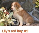 Small #6 Australian Shepherd