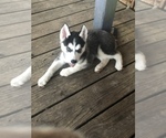 Small Photo #1 Siberian Husky Puppy For Sale in DICKINSON, TX, USA