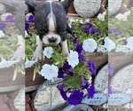 Small #5 Boston Terrier
