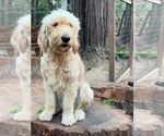 Litter of 5 - Male(s) and Female(s) GoldendoodleLitter of Puppies for Sale - Photo #11