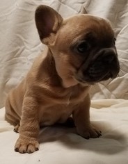 French Bulldog Puppy for sale in REDMOND, OR, USA
