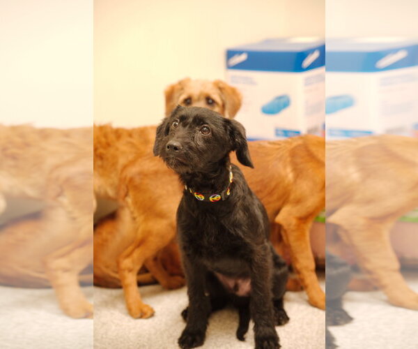 Medium Photo #3 Cavalier King Charles Spaniel-Unknown Mix Puppy For Sale in Lancaster, PA, USA