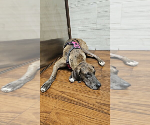 Medium Photo #4 Great Dane Puppy For Sale in Bullard, TX, USA