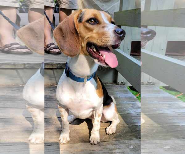 Medium Photo #3 Beagle-Unknown Mix Puppy For Sale in pomfret, CT, USA