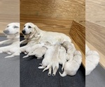 Small #4 Golden Retriever