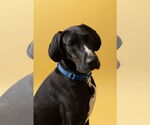 Small #20 Great Dane