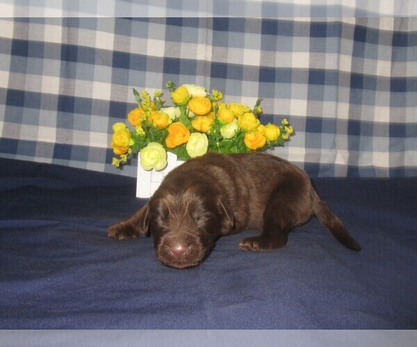 Medium Photo #1 Newfoundland Puppy For Sale in CHANUTE, KS, USA