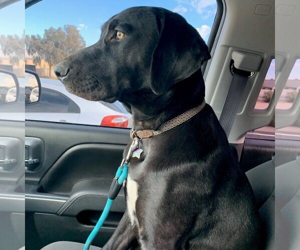Medium Photo #2 Labmaraner Puppy For Sale in Vail, AZ, USA