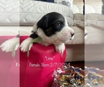 Small Photo #4 Border Collie Puppy For Sale in VIRGINIA BEACH, VA, USA