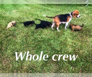 Mother of the Beagle-Unknown Mix puppies born on 08/13/2020