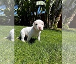 Small Photo #3 Dogo Argentino Puppy For Sale in VISTA, CA, USA