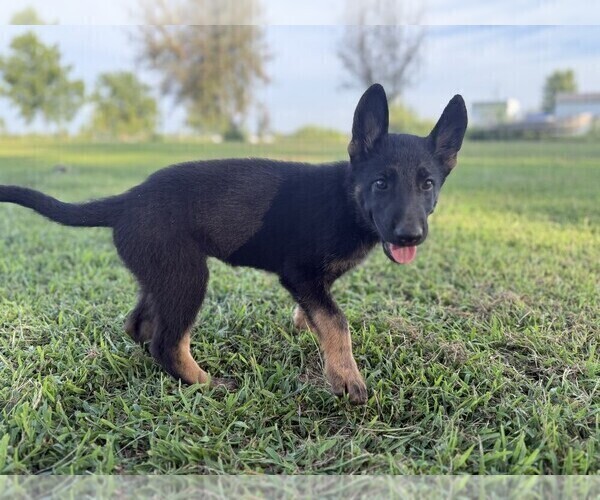 Medium Photo #11 German Shepherd Dog Puppy For Sale in HOLDEN, MO, USA