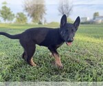 Small #1 German Shepherd Dog