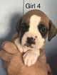 Small Photo #8 Boxer Puppy For Sale in HORSE CAVE, KY, USA