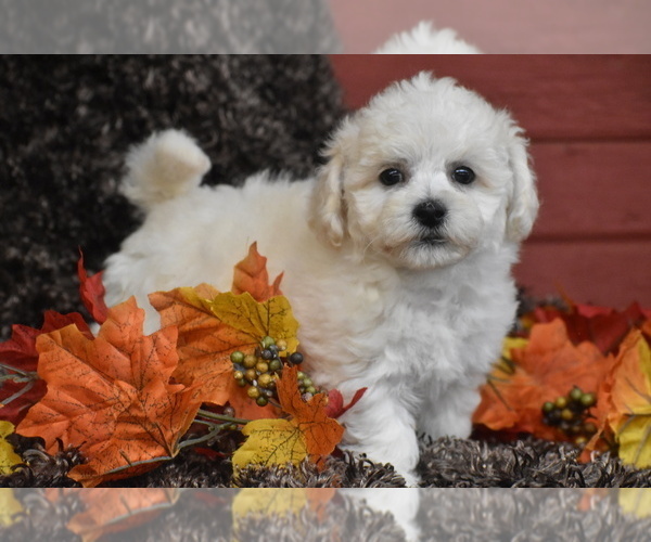 Medium Photo #1 Bichpoo Puppy For Sale in ELDORADO, OH, USA