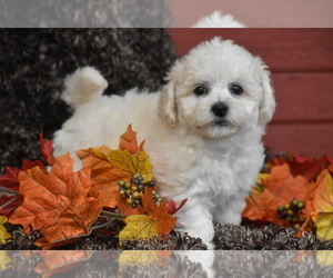 Bichpoo Puppy for sale in ELDORADO, OH, USA