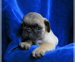 Small Photo #4 Pug Puppy For Sale in NORWOOD, MO, USA