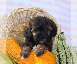 ShihPoo Puppy for sale in THORP, WI, USA