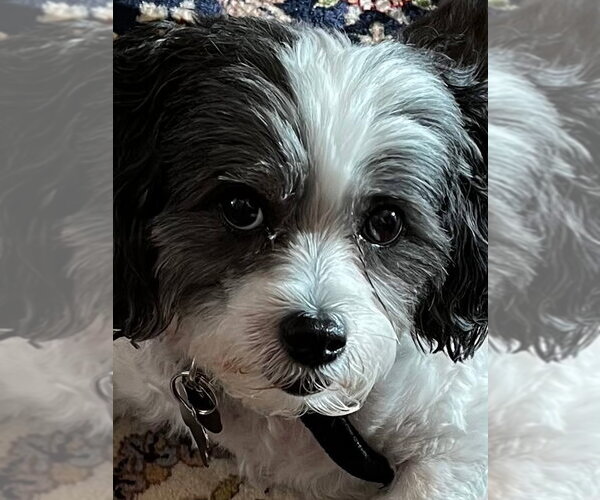 Medium Photo #1 Shih Tzu Puppy For Sale in Mooresville, NC, USA