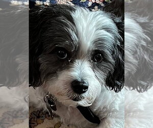 Shih Tzu Dogs for adoption in Mooresville, NC, USA