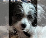 Small Shih Tzu