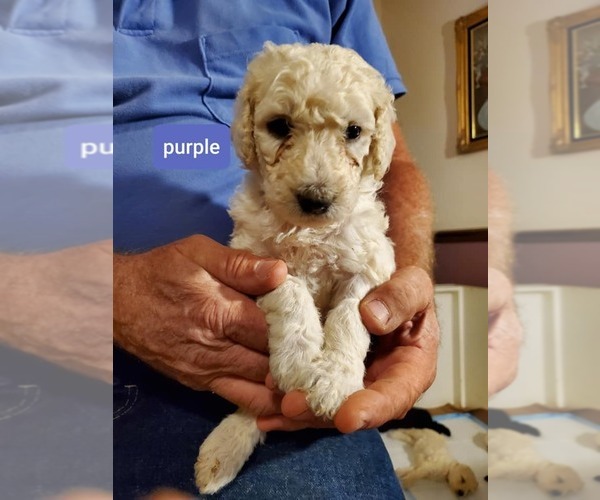 Medium Photo #1 Poodle (Standard) Puppy For Sale in MONROE, NC, USA