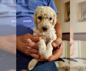 Poodle (Standard) Puppy for sale in MONROE, NC, USA