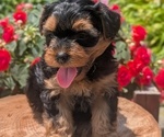 Small Photo #45 Yorkipoo Puppy For Sale in GOSHEN, IN, USA