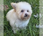 Philip Cheese S - Male Poodle (Toy) Puppy for Sale - Photo #10