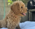 Puppy Red Goldendoodle (Miniature)