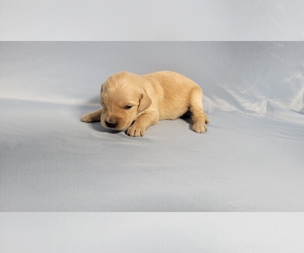 Medium Photo #32 Golden Retriever Puppy For Sale in BLACK FOREST, CO, USA