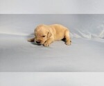 Small #2 Golden Retriever