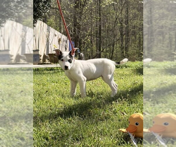 Medium Photo #3 Labrador Retriever-Unknown Mix Puppy For Sale in Yardley, PA, USA