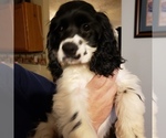 Small Photo #18 Cocker Spaniel Puppy For Sale in FORSYTH, GA, USA