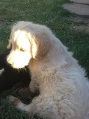 Goldendoodle Puppy for sale in SCOTTSDALE, AZ, USA