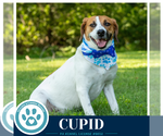 Small #2 Beagle Mix