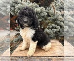 Small #2 Cockapoo (Toy)