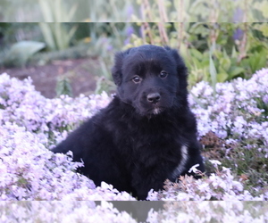Golden Retriever-Mutt Mix Puppy for sale in SHILOH, OH, USA
