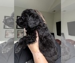 Small #2 Bernedoodle