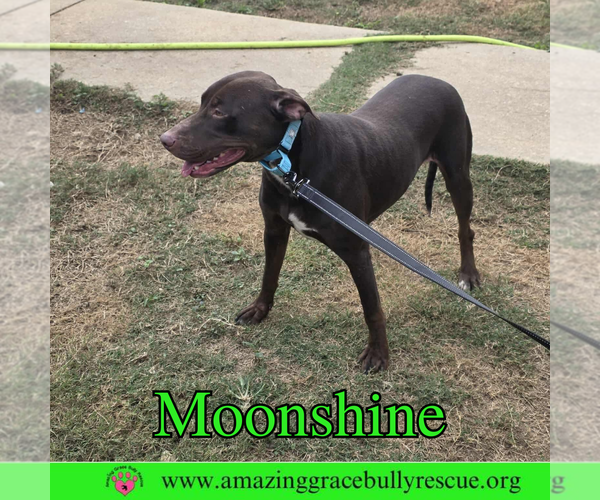 Medium Photo #6 Doberman Pinscher-Unknown Mix Puppy For Sale in Pensacola, FL, USA