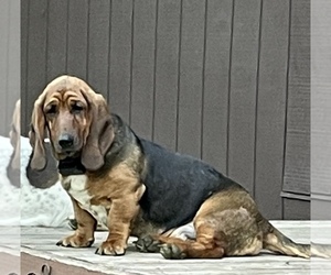 Mother of the Basset Hound puppies born on 07/23/2022