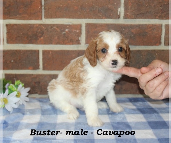 Medium Photo #3 Cavapoo (Miniature) Puppy For Sale in CLARKRANGE, TN, USA